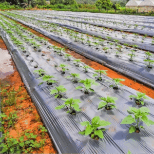Agricultural Mulch Film – UV Stabilized